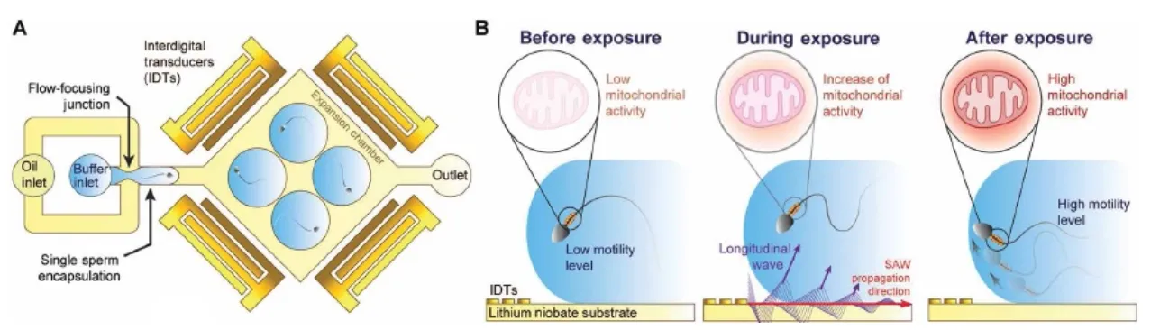 [과학향기 Story] 고주파 초음파로 살아난 정자, 난임 문제 해결할까