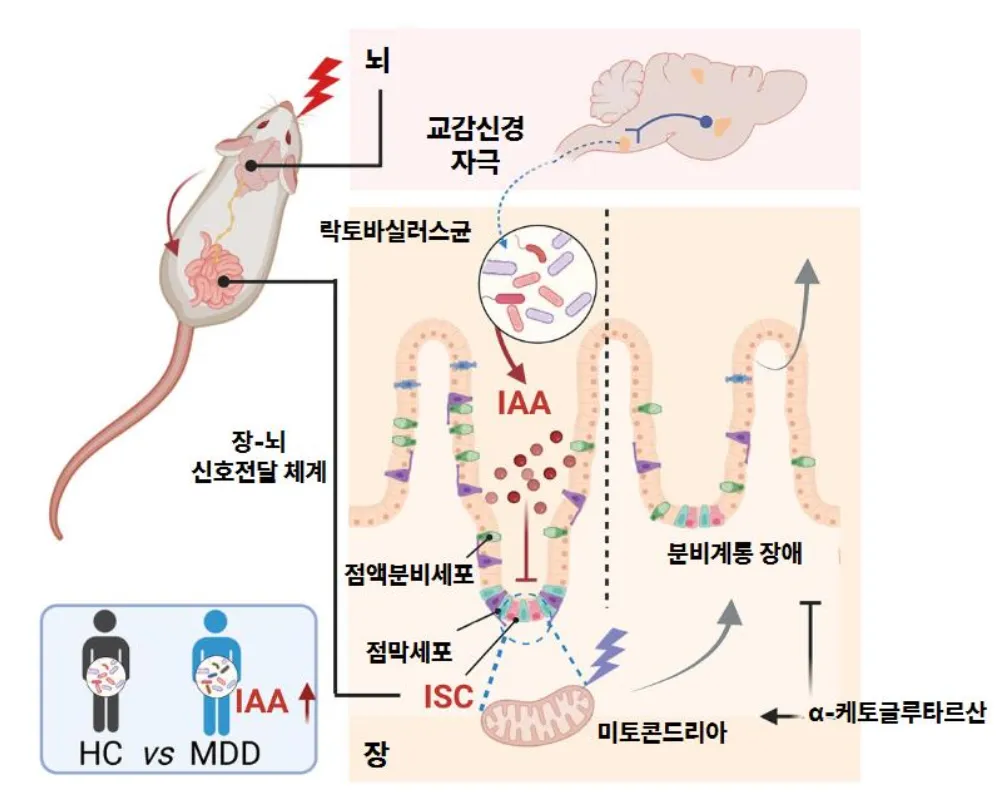 [과학향기 Story] 스트레스는 어떻게 ‘급똥’을 유발할까