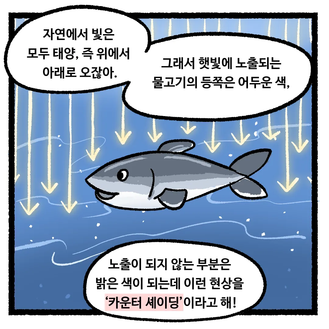 8화_물고기의 등 색깔이 어두운 이유
