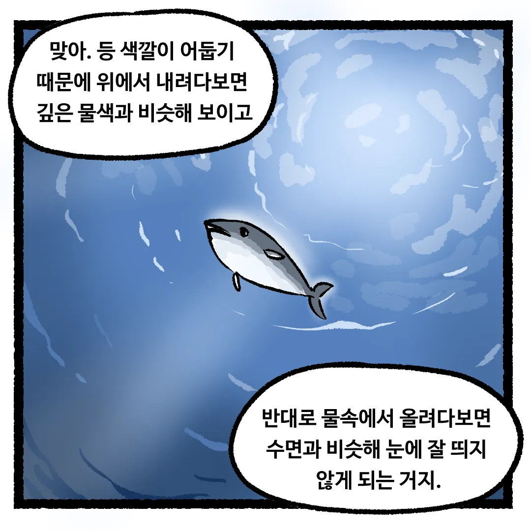 8화_물고기의 등 색깔이 어두운 이유