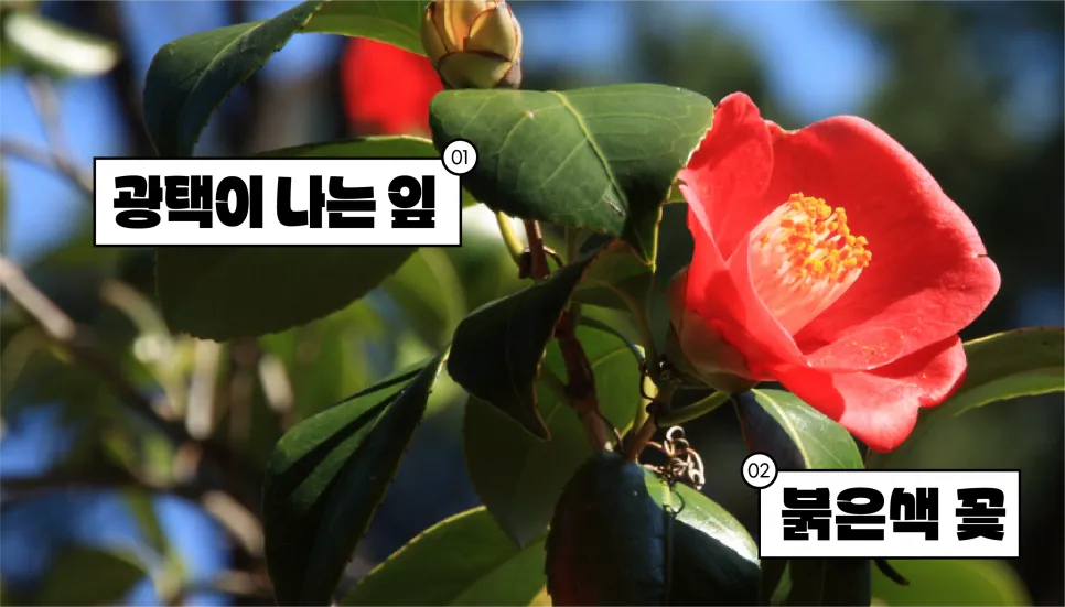 [기후요정 뽀요] 강렬한 빨간 꽃으로 시선을 사로잡는 동백나무