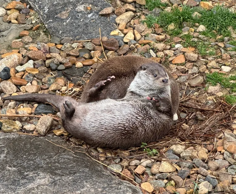 [우리땅,우리생물] 수달의 도심 출현, 어떻게 봐야 할까