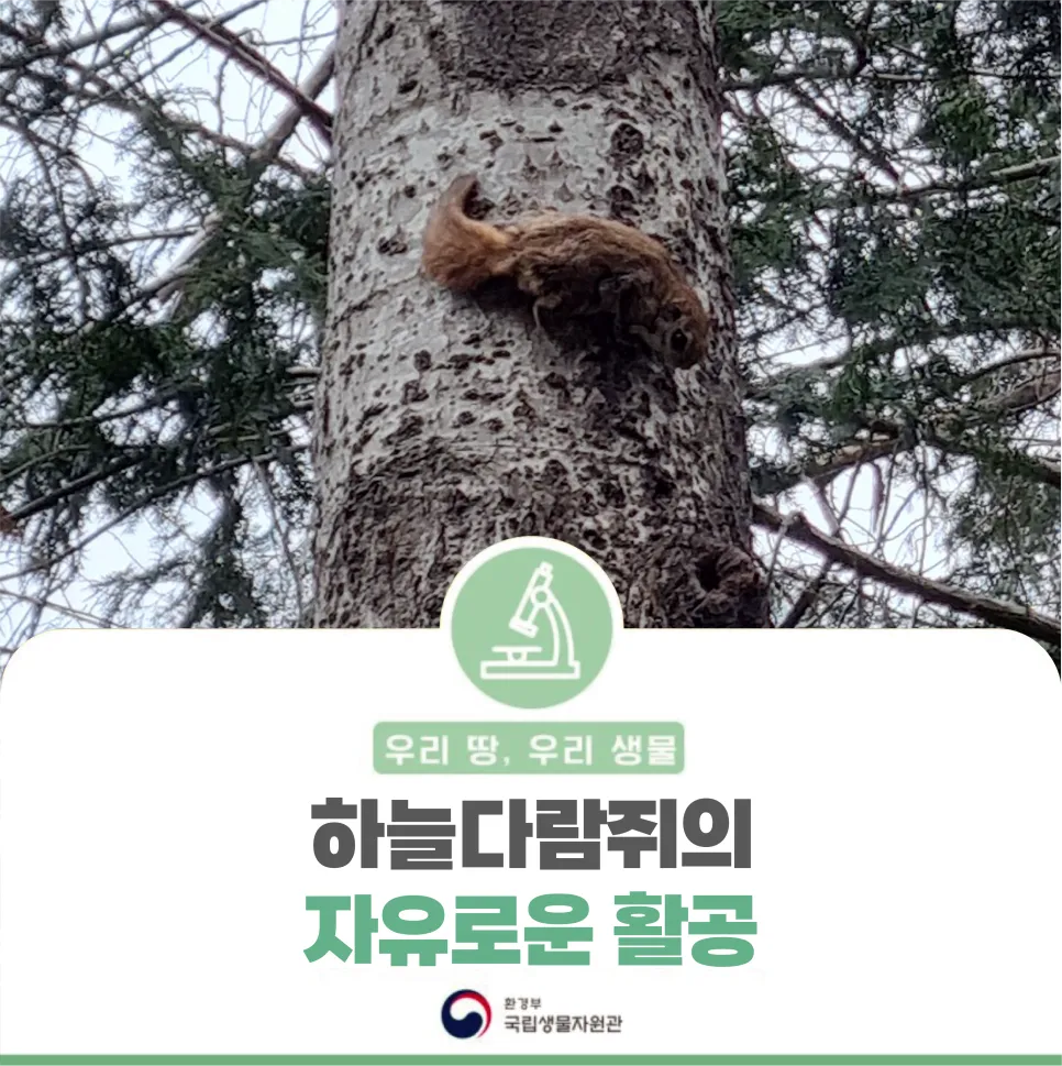 [우리땅,우리생물] 하늘다람쥐의 자유로운 활공
