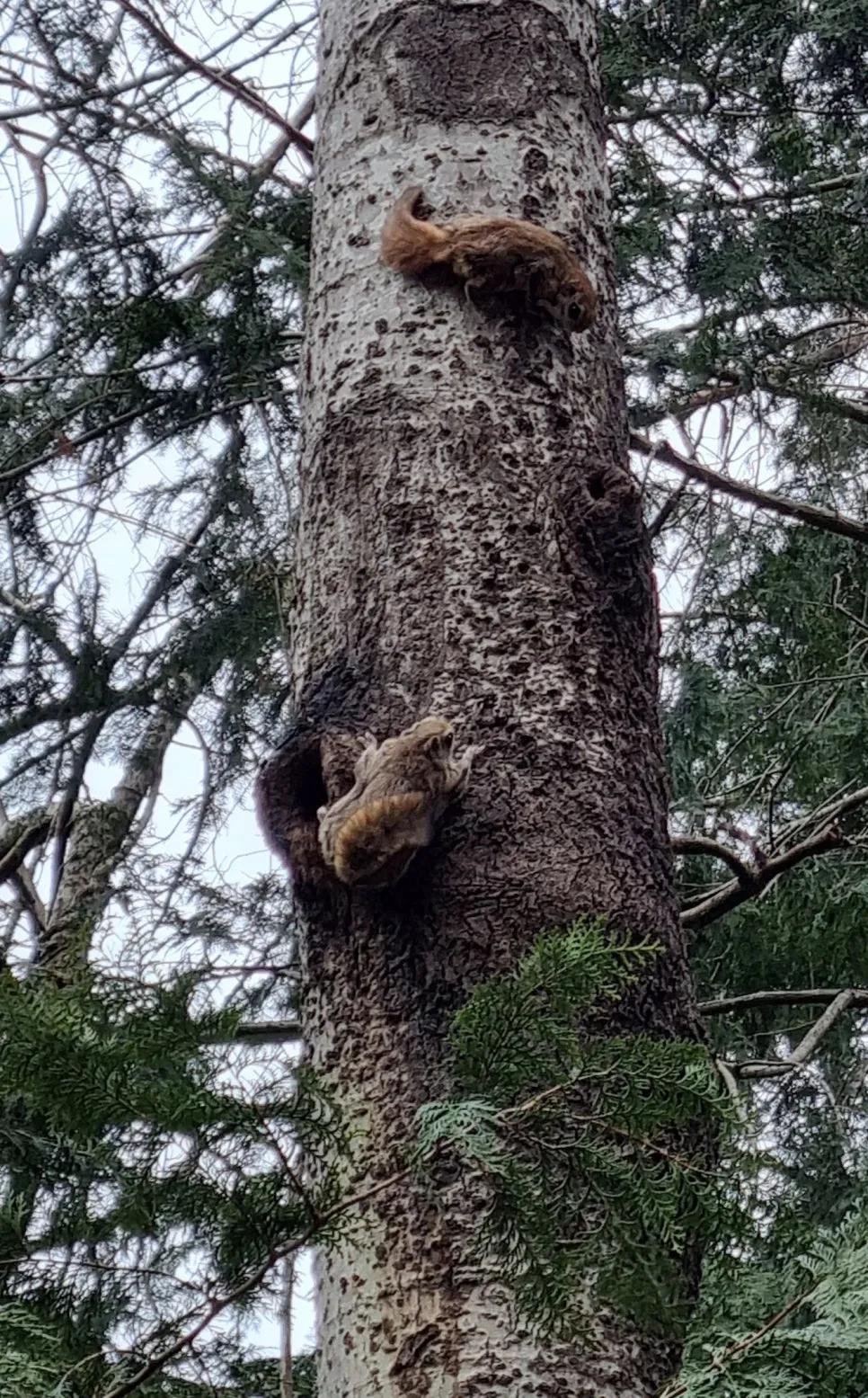 [우리땅,우리생물] 하늘다람쥐의 자유로운 활공