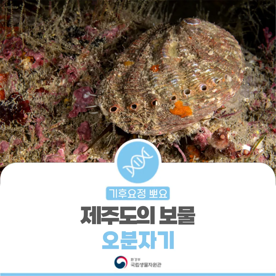 [기후요정 뽀요] 제주도의 보물, 오분자기