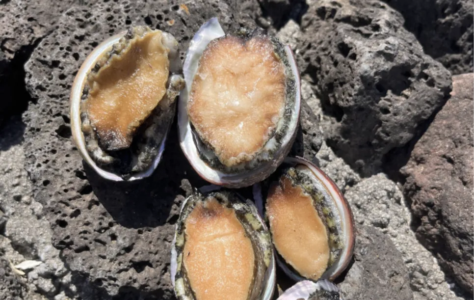 [기후요정 뽀요] 제주도의 보물, 오분자기