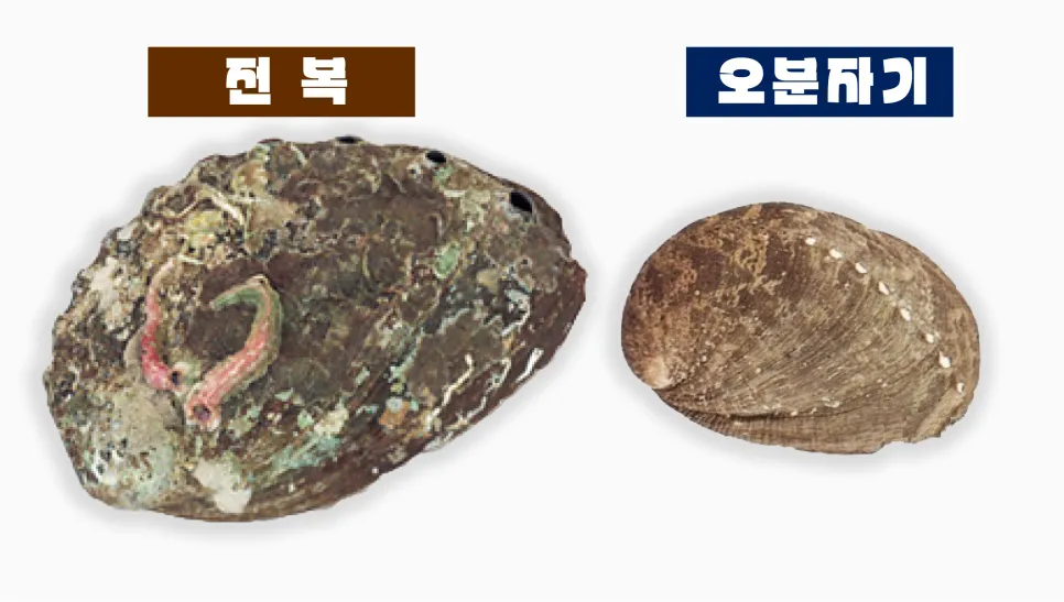 [기후요정 뽀요] 제주도의 보물, 오분자기