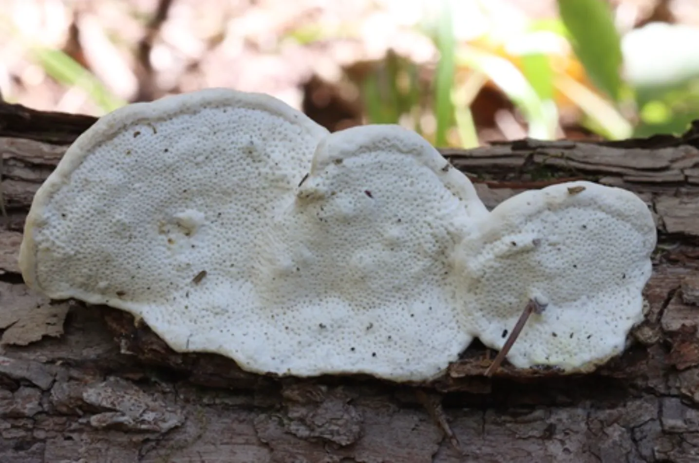[연구일지] 버섯으로 근손실을 막을 수 있다고?