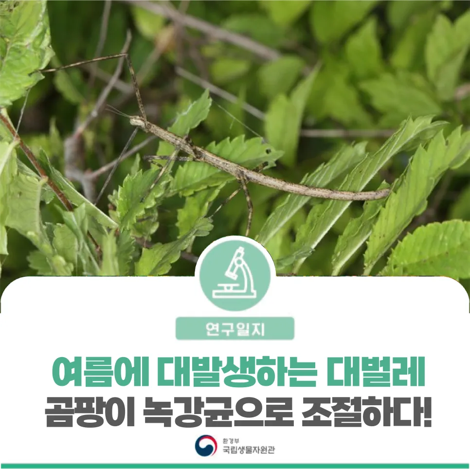 [연구일지] 여름에 대발생하는 대벌레, 곰팡이 녹강균으로 조절하다!