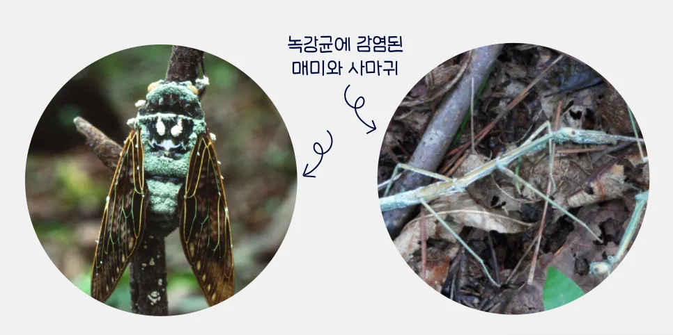 [연구일지] 여름에 대발생하는 대벌레, 곰팡이 녹강균으로 조절하다!