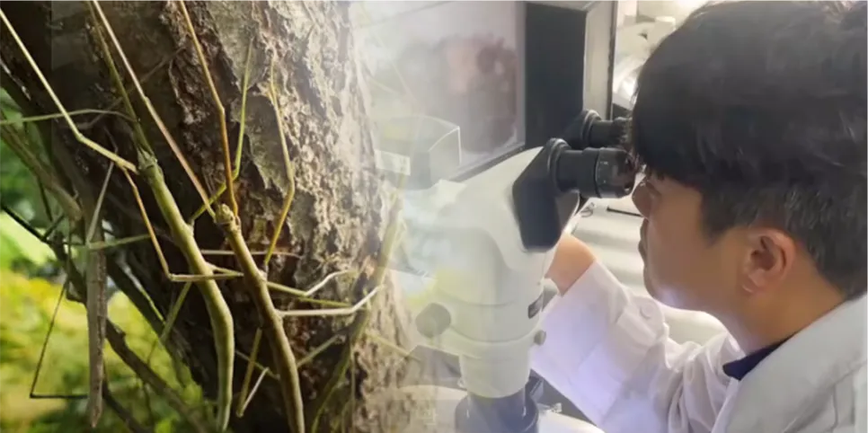 [연구일지] 여름에 대발생하는 대벌레, 곰팡이 녹강균으로 조절하다!