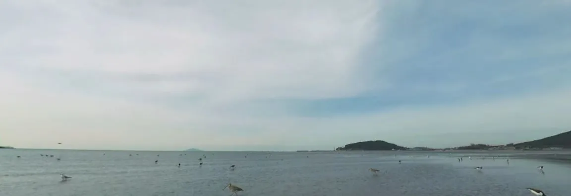 [VR] [VR 자연관찰] 충남 서천 갯벌