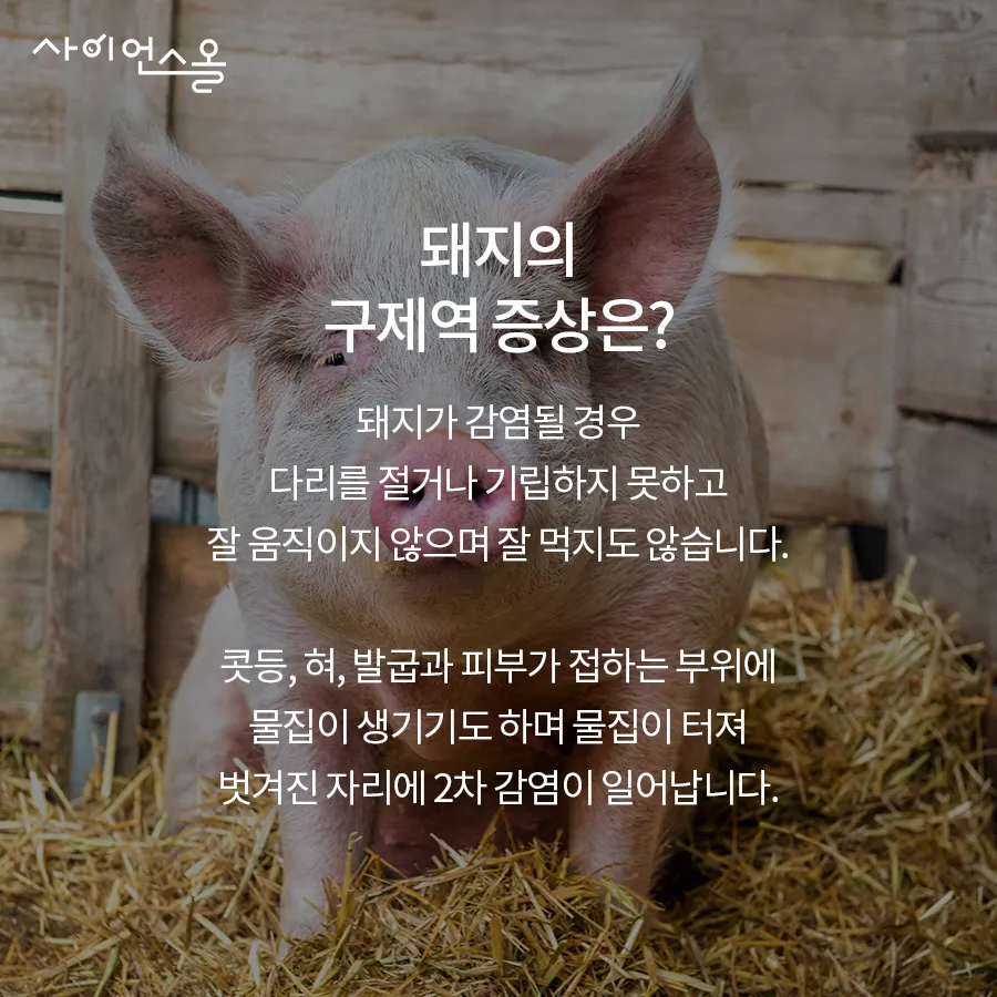 [카드뉴스] 구제역의 그림자 확산되는 공포