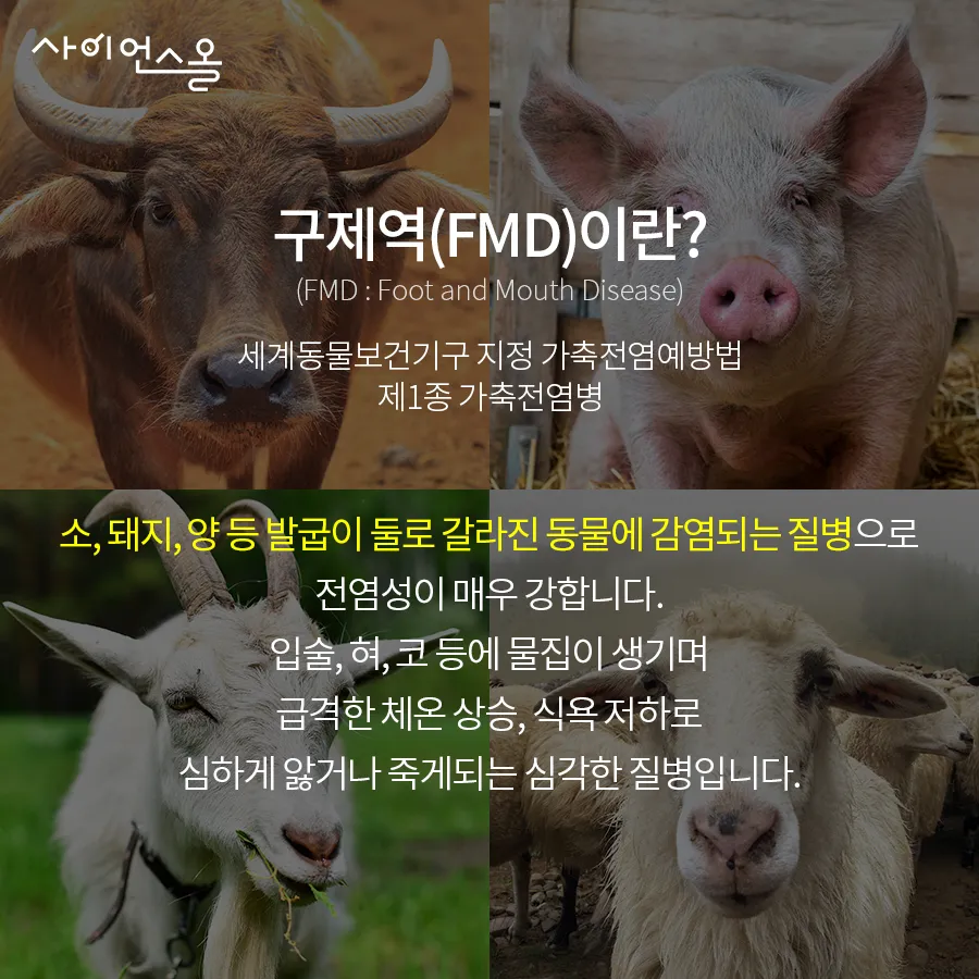 [카드뉴스] 구제역의 그림자 확산되는 공포