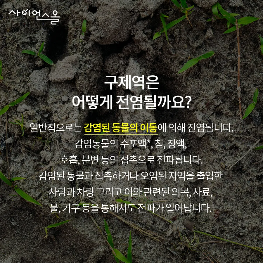 [카드뉴스] 구제역의 그림자 확산되는 공포