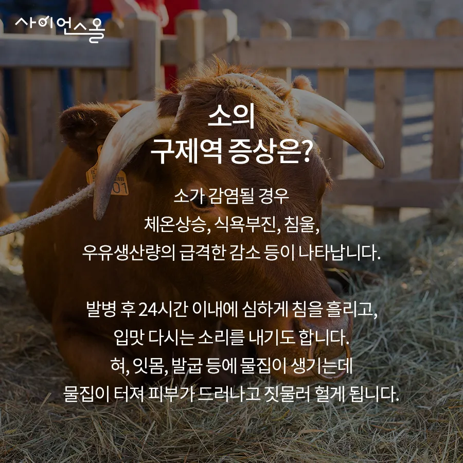 [카드뉴스] 구제역의 그림자 확산되는 공포