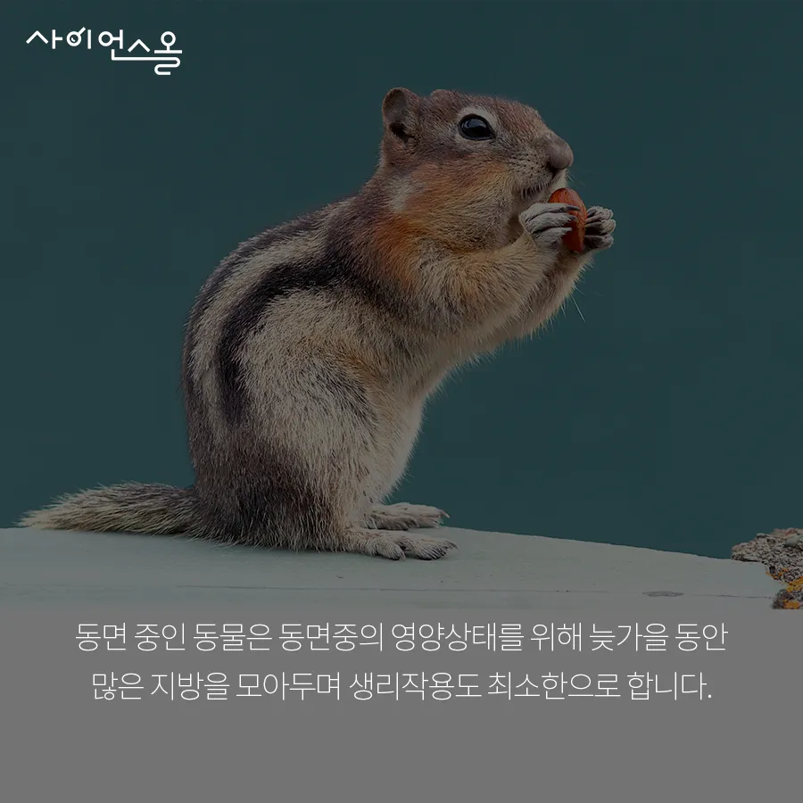 [카드뉴스] 동면 동물의 비밀