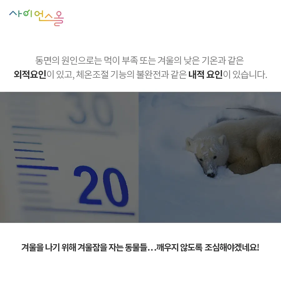 [카드뉴스] 동면 동물의 비밀