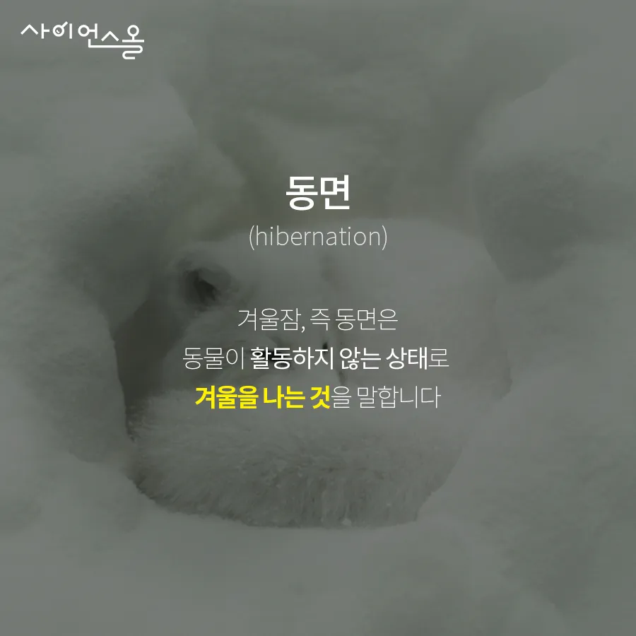 [카드뉴스] 동면 동물의 비밀