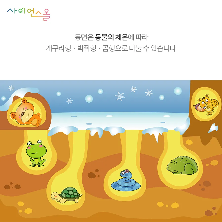 [카드뉴스] 동면 동물의 비밀