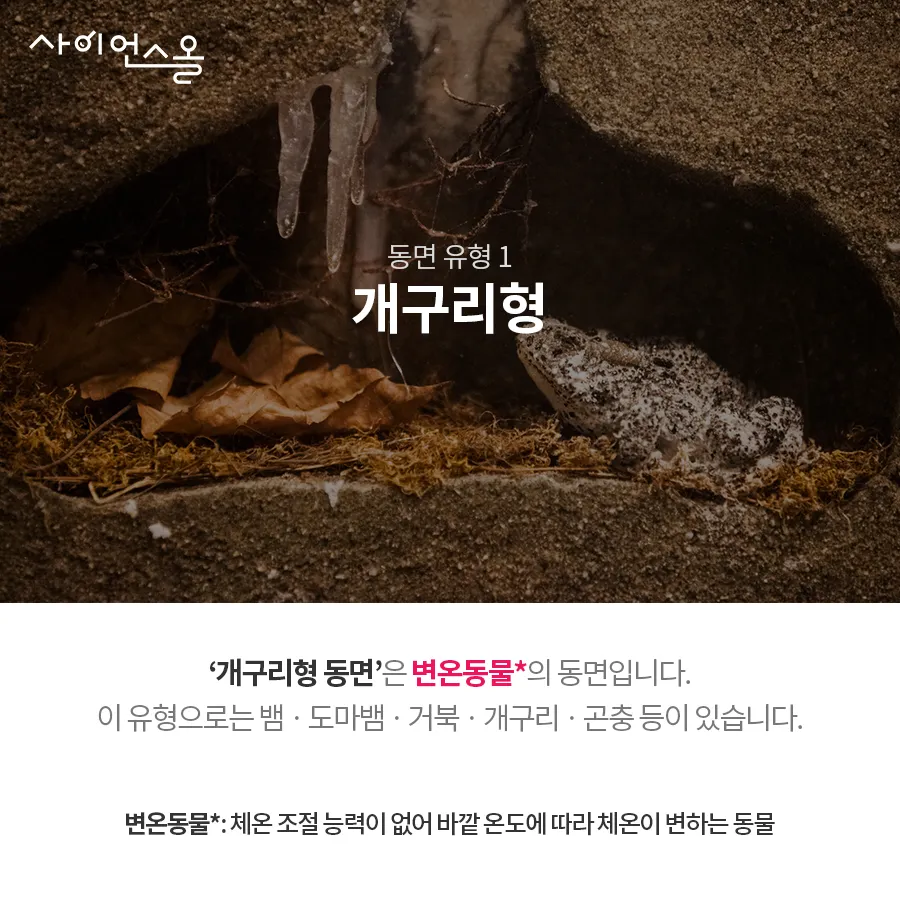 [카드뉴스] 동면 동물의 비밀