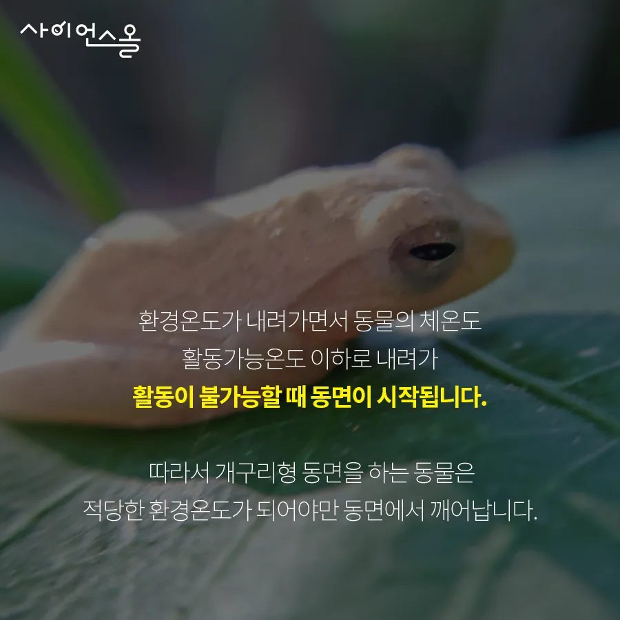 [카드뉴스] 동면 동물의 비밀