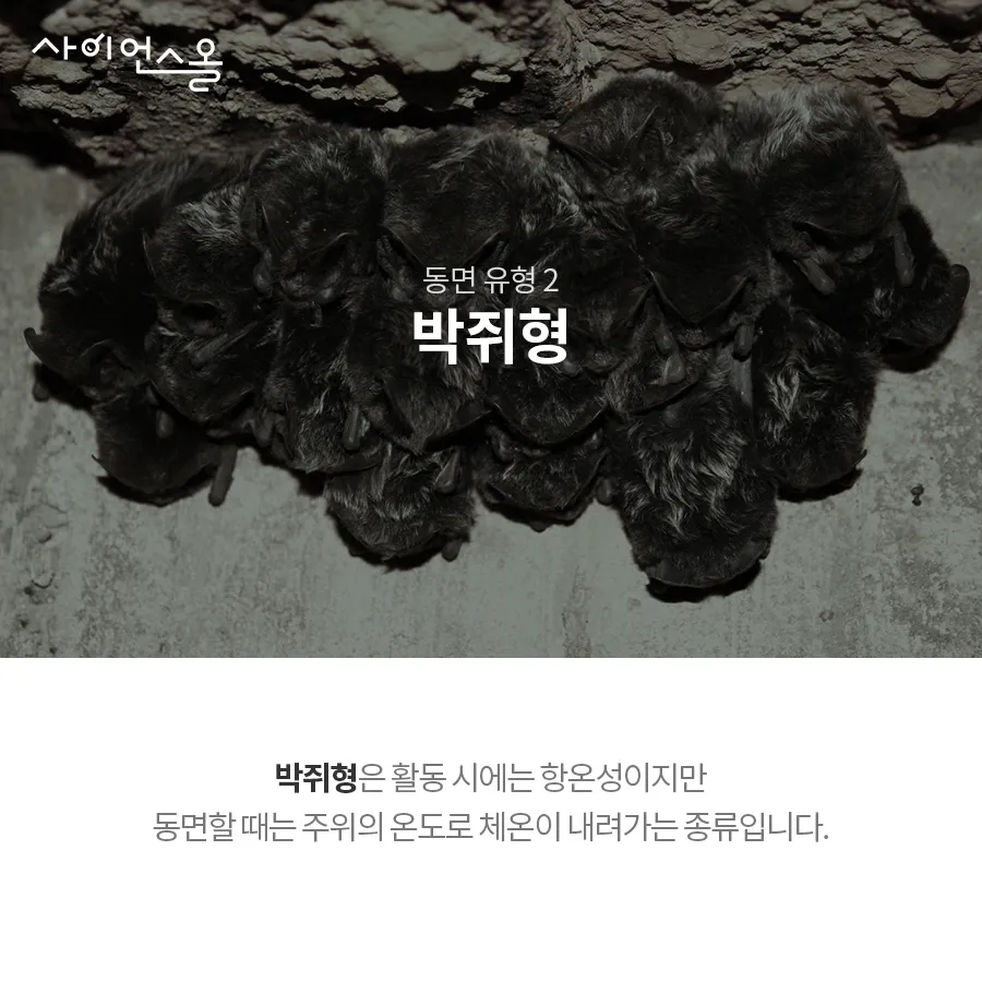 [카드뉴스] 동면 동물의 비밀