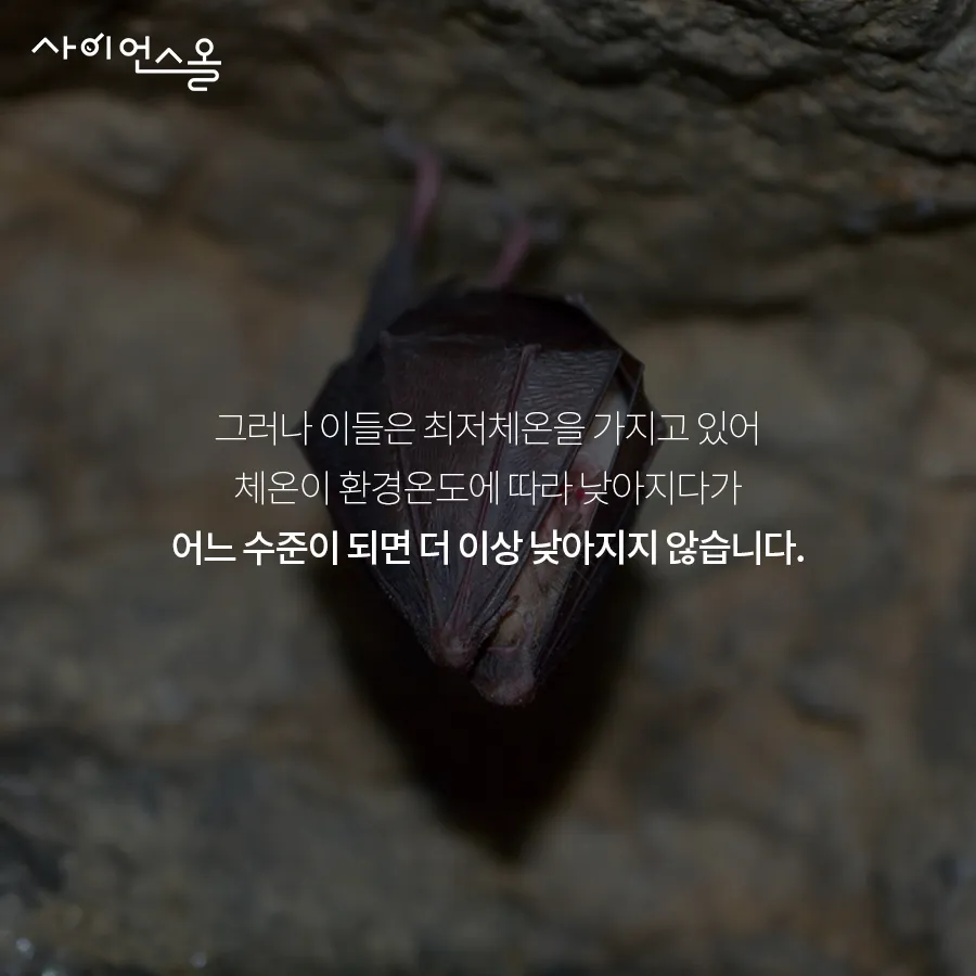 [카드뉴스] 동면 동물의 비밀