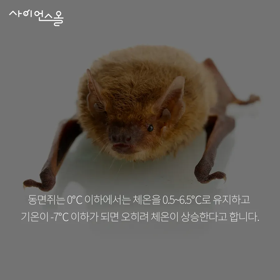 [카드뉴스] 동면 동물의 비밀