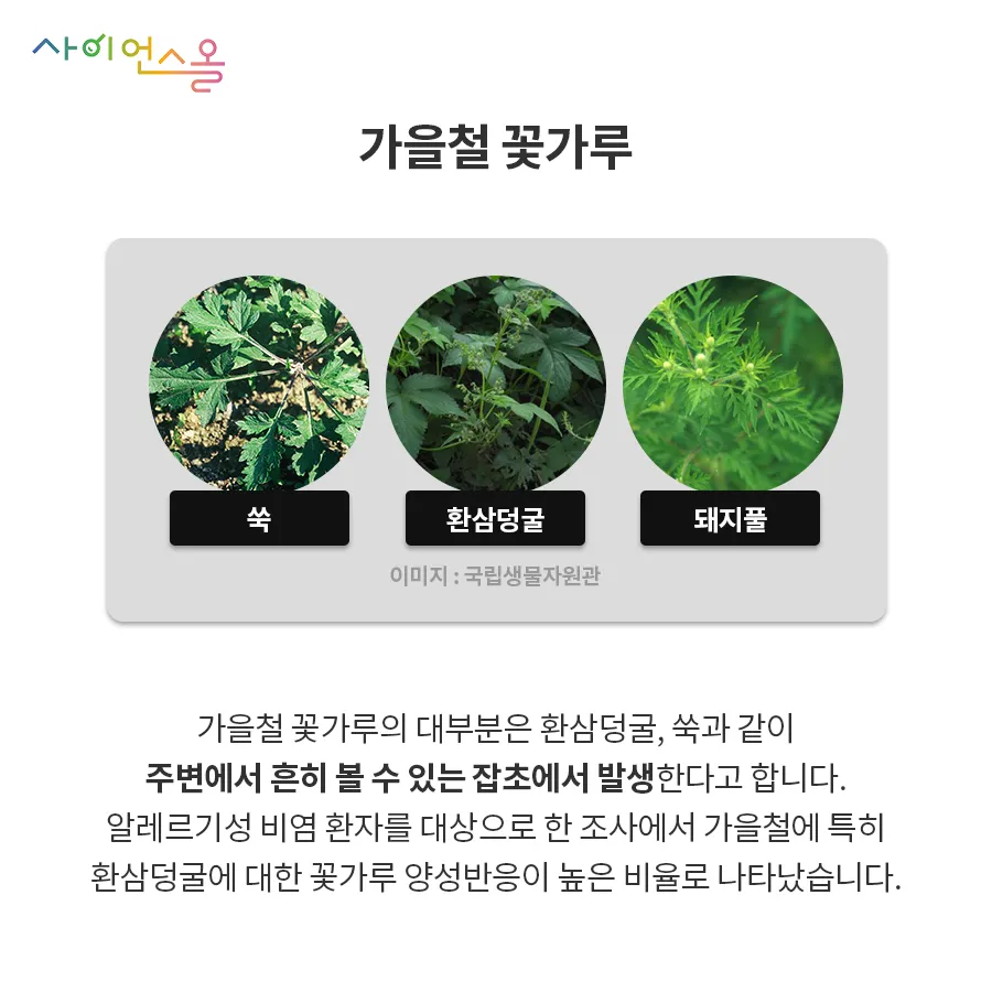 [카드뉴스] 알레르기성 비염, 가을에 더 조심하세요!