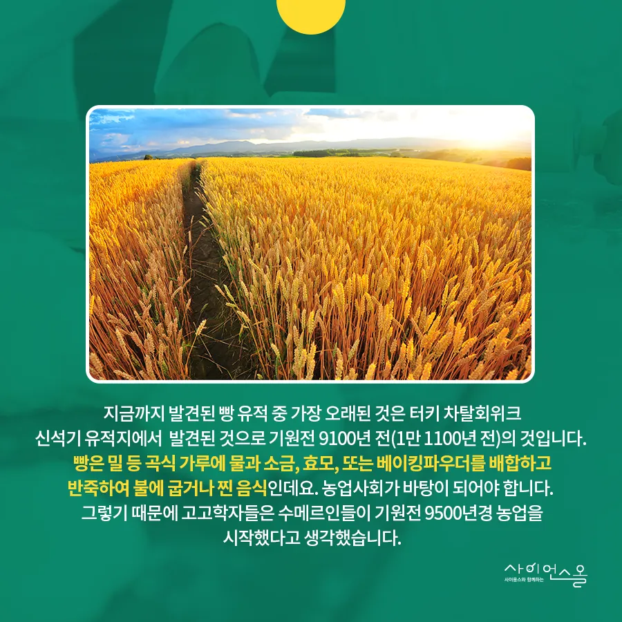 [카드뉴스] 농경시대 발현시기 달라져야...빵의 기원