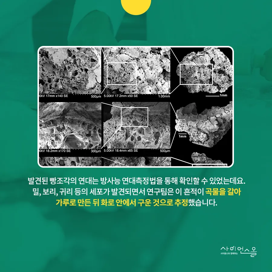 [카드뉴스] 농경시대 발현시기 달라져야...빵의 기원