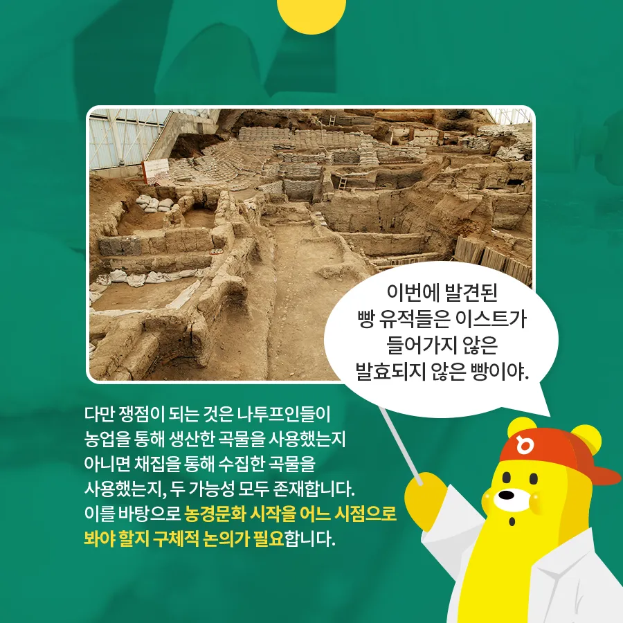 [카드뉴스] 농경시대 발현시기 달라져야...빵의 기원