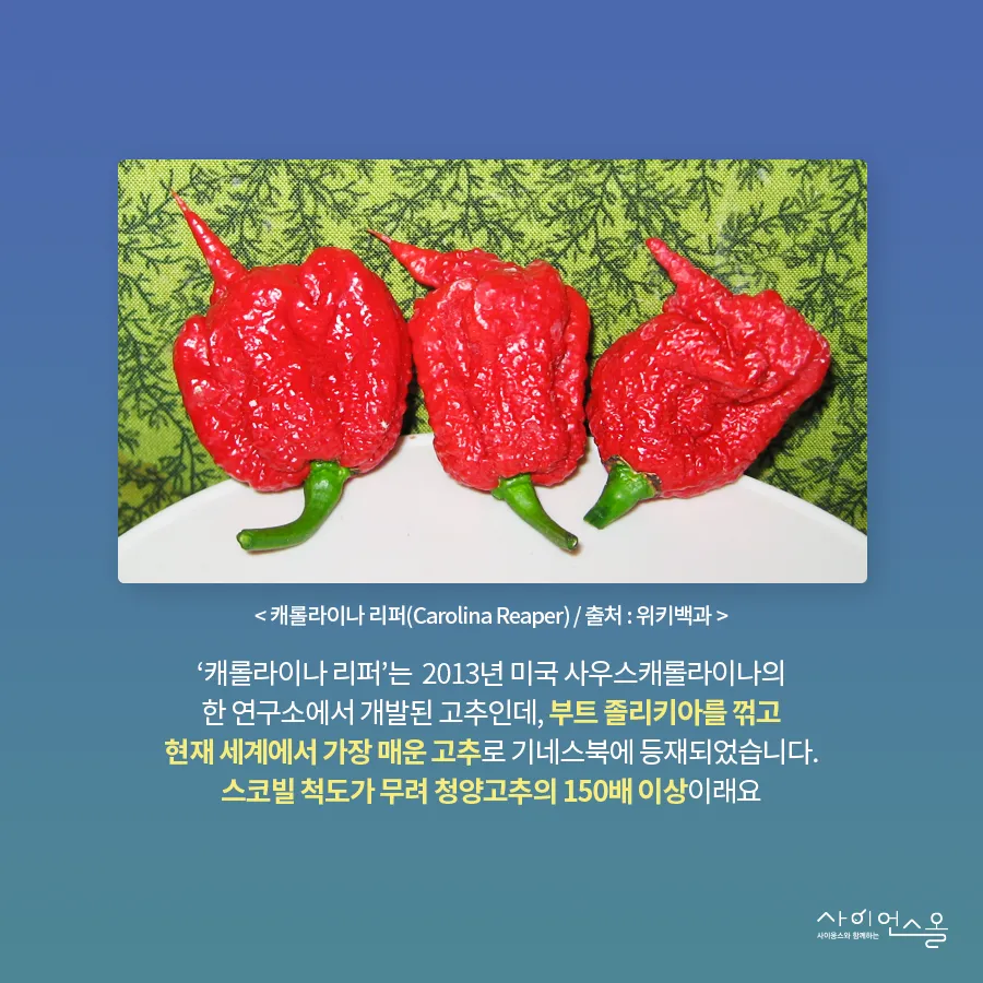 [카드뉴스] 캡사이신