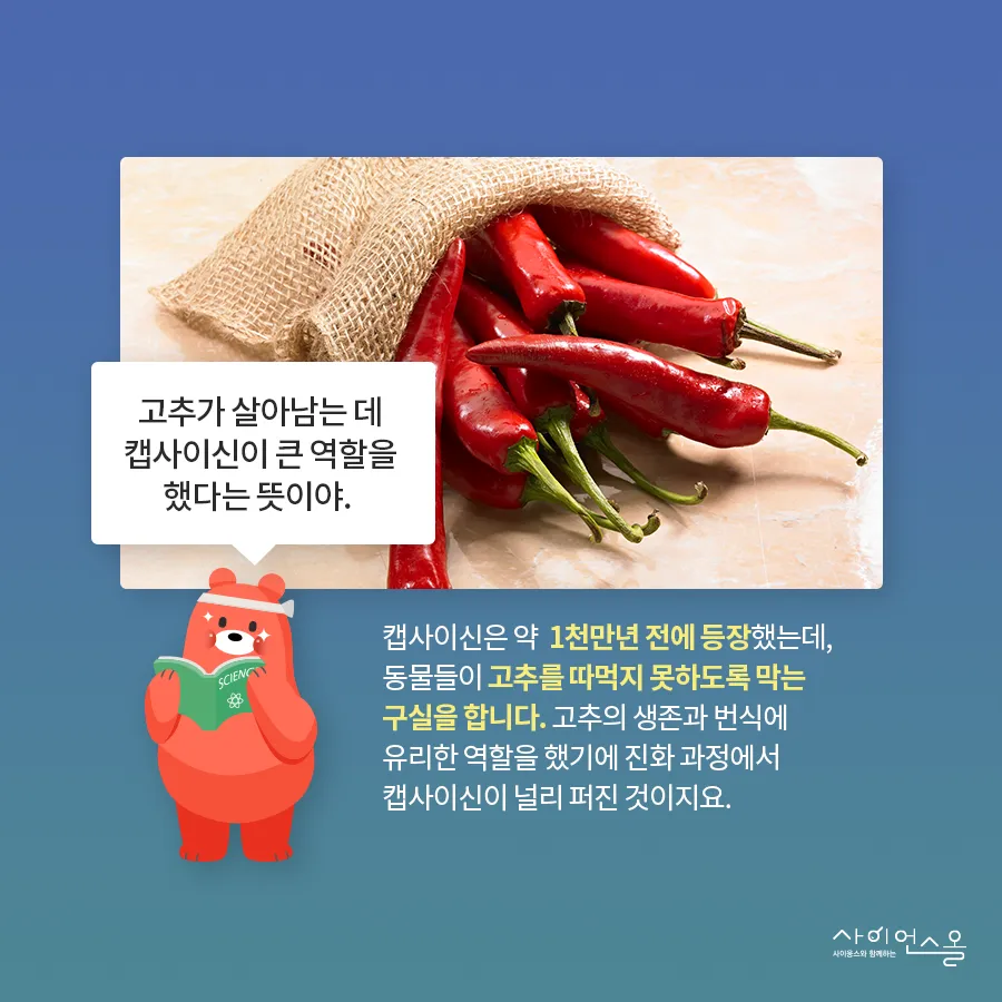 [카드뉴스] 캡사이신