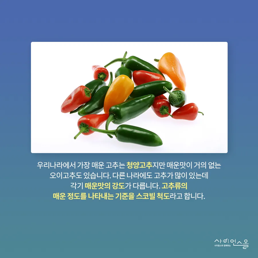 [카드뉴스] 캡사이신