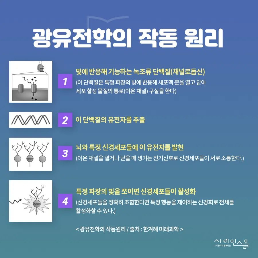 [카드뉴스] 광유전학, 빛으로 세포를 제어하다