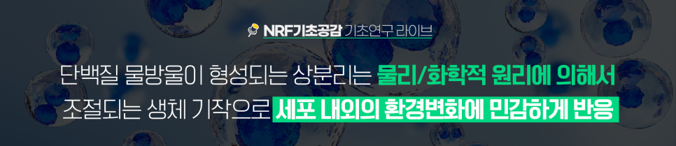 NRF기초공감 기초연구라이브 단백질 물방울이 형성되는 상분리는 물리/화학적 원리에 의해서 조절되는 생체 기작으로 세포 내외의 환경변화에 민감하게 반응