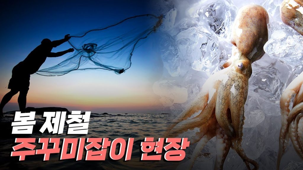 [핫클립] 봄의 진객, 주꾸미잡이 현장