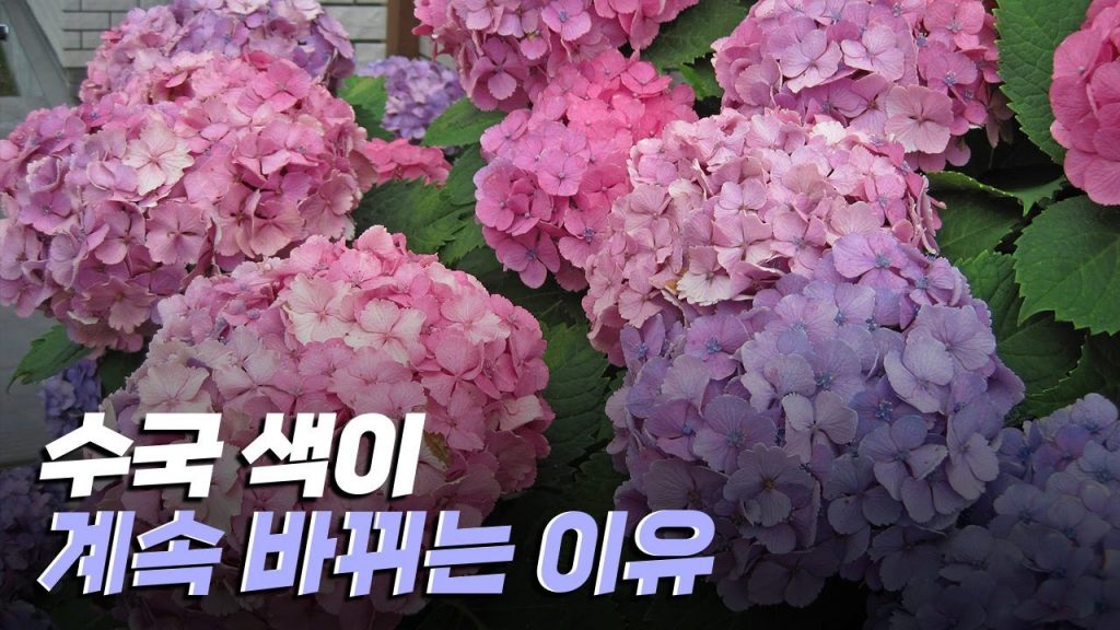 [핫클립] 흙의 산성도에 따라 수국의 색이 바뀐다?