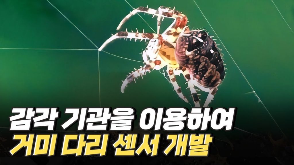[핫클립] 거미줄 섬유, 점탄성패드 - 거미를 모사한 생체 모방 기술