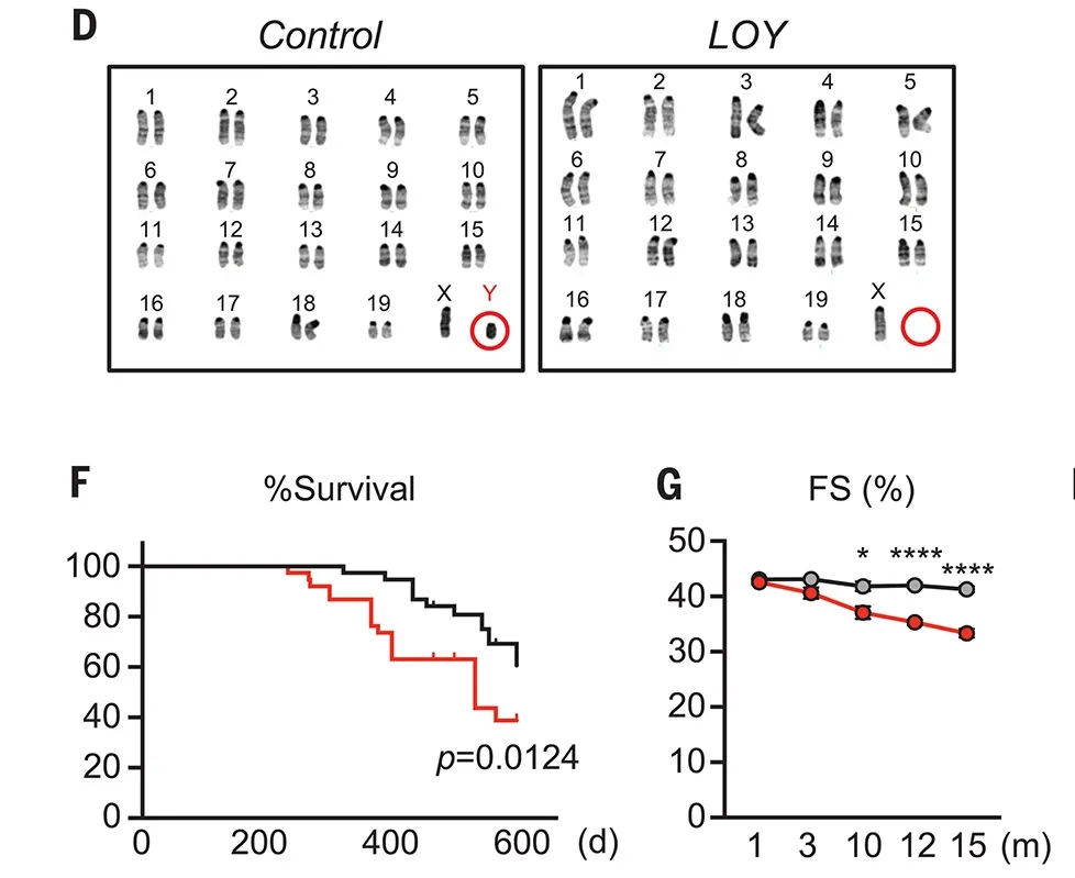 [과학향기 에피소드] 남성성을 결정하는 Y염색체, 암도 결정한다?