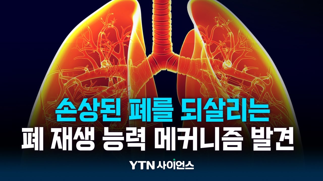 손상된 폐 되살리는 재생 능력 메커니즘 발견