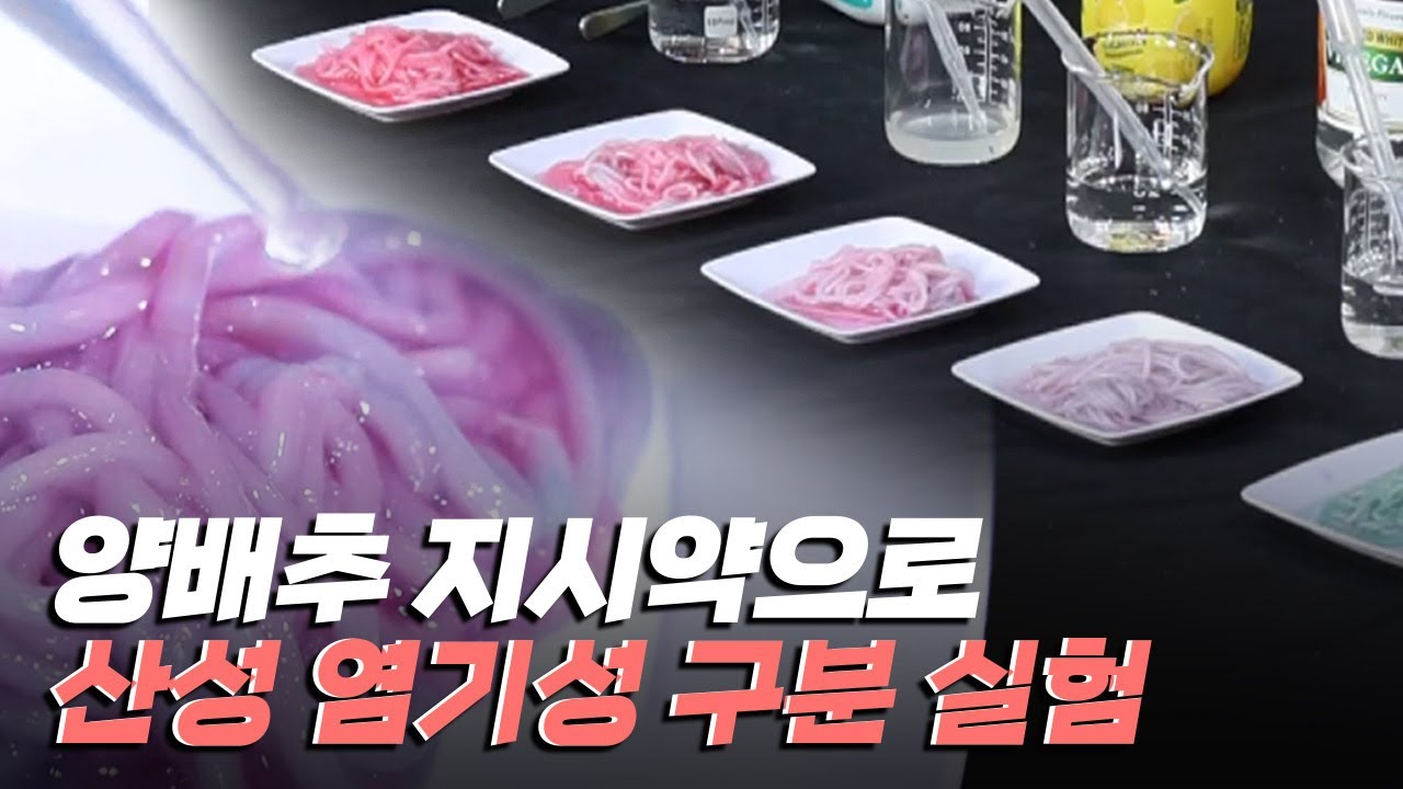 [핫클립] 양배추 지시약으로 산성과 염기성 구분하기