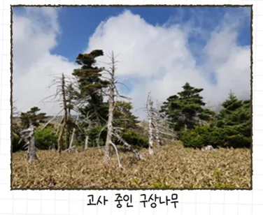 구상나무 뿌리 미생물 군집 연구로 자생지 복원 실마리 찾다