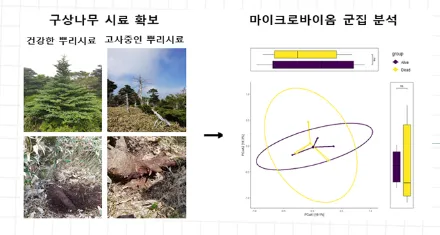 구상나무 뿌리 미생물 군집 연구로 자생지 복원 실마리 찾다