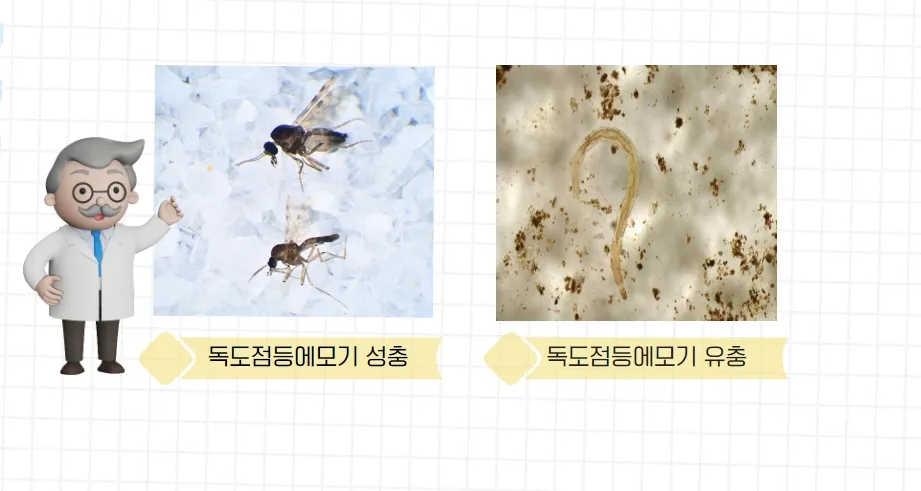[연구일지] 70년간 독도경비대원 괴롭혔던 곤충, 알고보니 신종 점등에모기로 밝혀져