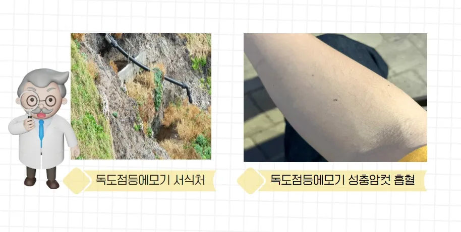 [연구일지] 70년간 독도경비대원 괴롭혔던 곤충, 알고보니 신종 점등에모기로 밝혀져