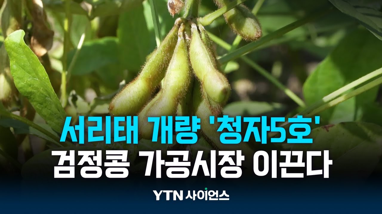 몸에 좋고 맛도 좋은 청자5호 검정콩 가공시장 이끈다
