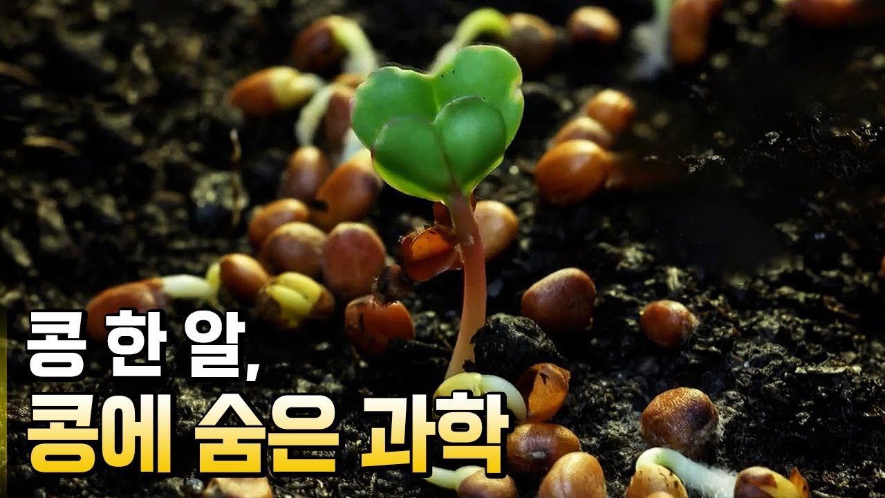 우리 민족과 함께 해온 작물 콩